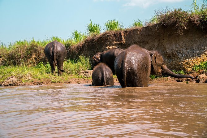 11 Day Tuk Tuk Adventure in Northern Thailand - Day 2: elephants and bamboo rafting
