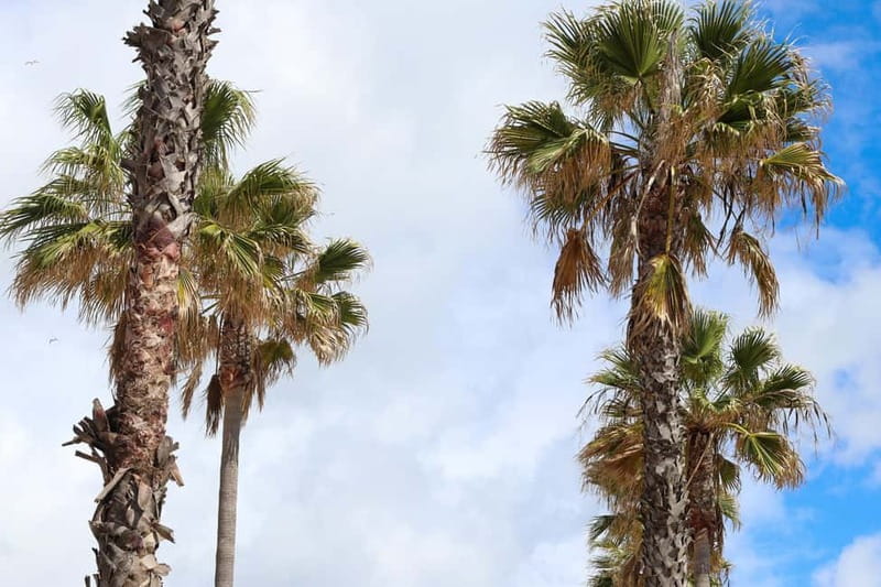 Albufeira: Best Views & Photo Spots Tuk Tuk Tour (Private) - Is $44 per person good value?