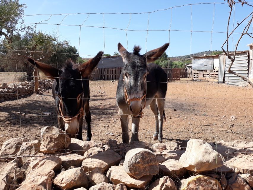 Albufeira Countryside Tuk Tuk Tour - Paderne Castle and the story of the interior