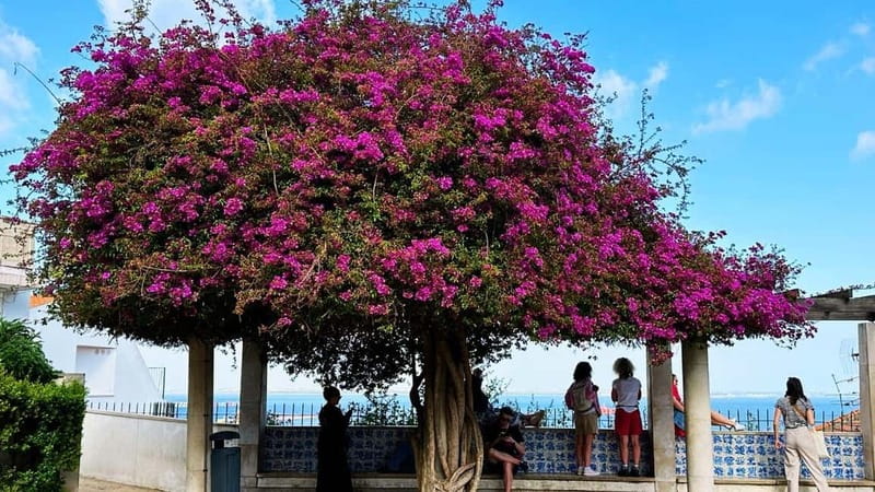 All Historical Lisbon Tuk Tuk Tour - What $175 per person buys you