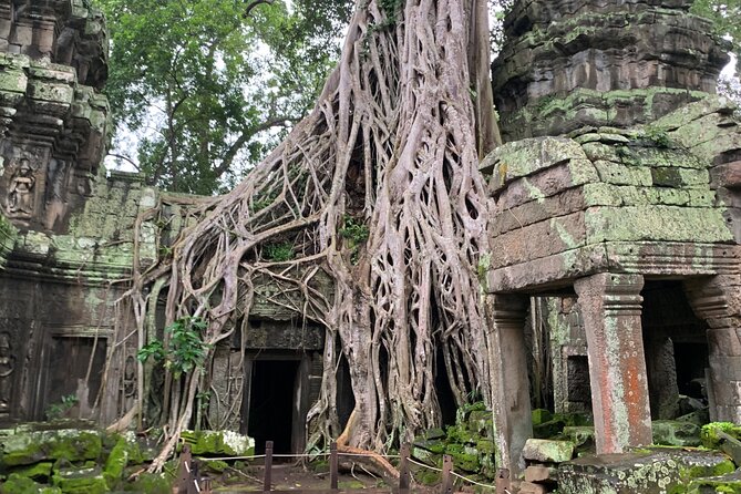 Angkor Wat Sunset TUK TUK Tour - Ta Prohm and the trees that took over