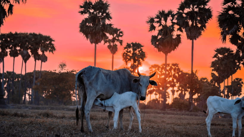 Authentic Siem Reap: Tuk Tuk Countryside and Sunset Tour - Baskets, bamboo, and the small spirit houses