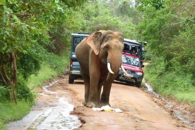 Bentota Tuk Tuk Safari - What the $53.40 price really covers