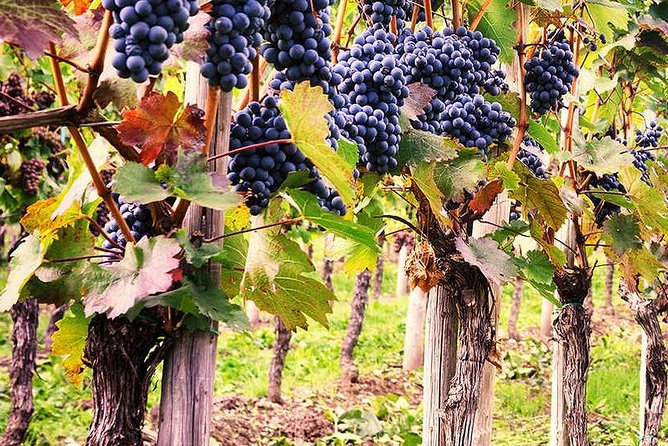 Exclusive Private Tuk-Tuk Tour: Visit to a Sardinian Winery - What $178.02 buys you in two hours