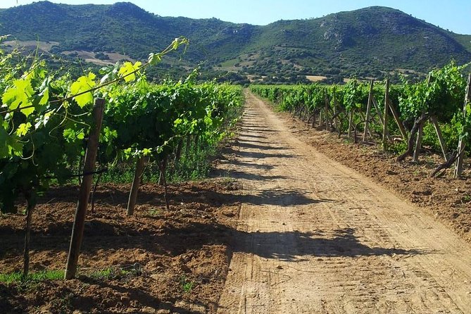 Exclusive Private Tuk-Tuk Tour: Visit to a Sardinian Winery - Should you book the Sardinian winery tuk-tuk tour?
