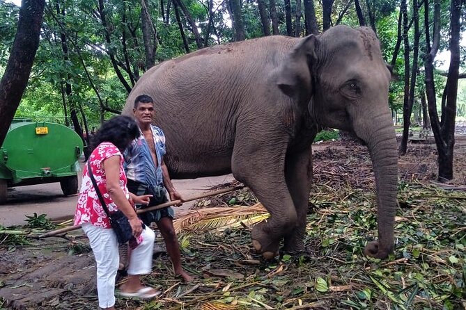 Explore Colombo by Tuk Tuk Morning & evening (Private Tours) - Buddhist and Hindu Colombo