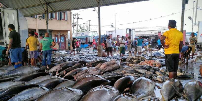 From Colombo: Negombo Fishing Village Tour by Tuk-Tuk - Lellama Market and Negombo’s Catamarans