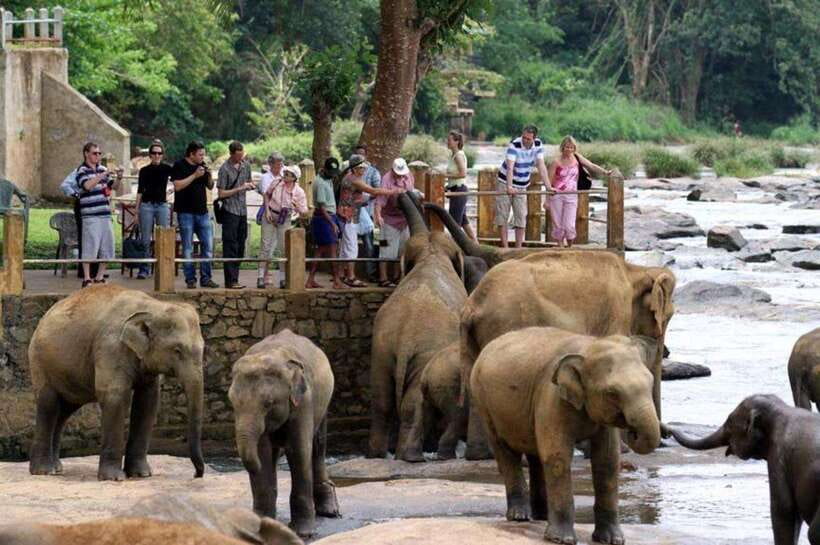 From Kandy: Kandy To Pinnawala Day Tour by Tuk Tuk - Key points to know before booking