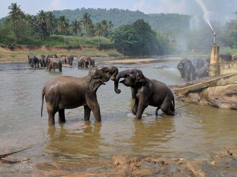 From Kandy: Kandy To Pinnawala Day Tour by Tuk Tuk - Tea, wood carving, and the included stops