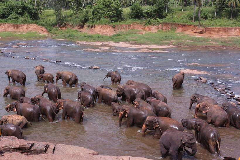 From Kandy: Kandy To Pinnawala Day Tour by Tuk Tuk - Who should book this Kandy day trip?