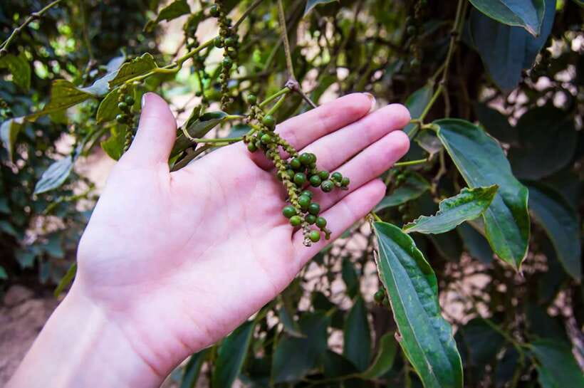 FULL DAY - Countryside Tuk-Tuk Pepper Tour + Kep - Five things to know before you go