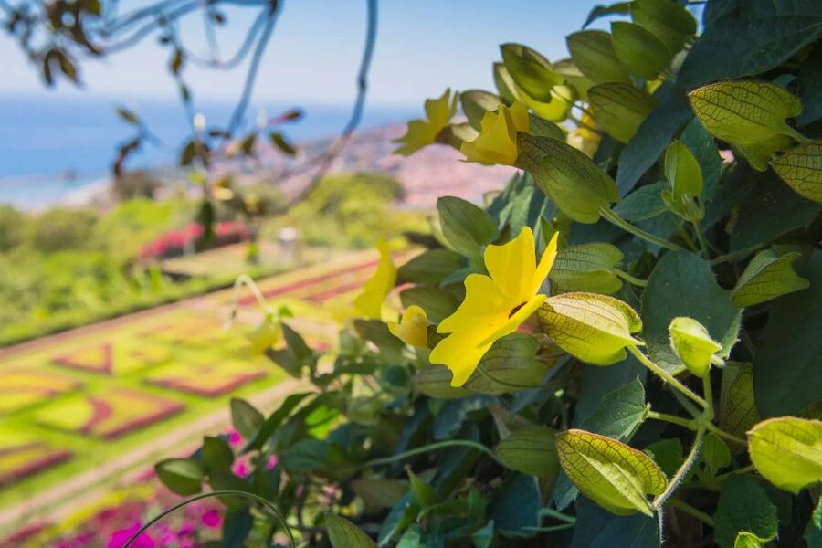 Funchal: Botanical Garden and Old Town Private Tuk-Tuk Tour - Practical details that affect your day