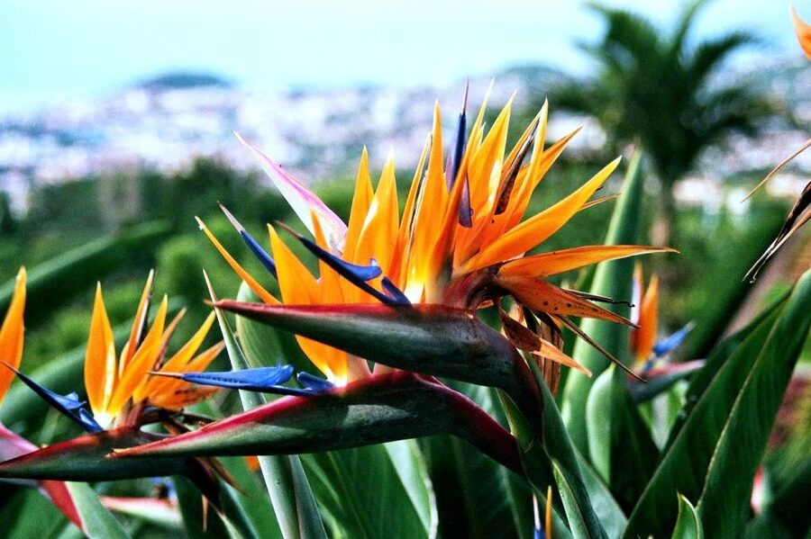 Funchal: Madeira Botanical Garden Tuk-Tuk Tour + Old Town - Who will enjoy this tour most