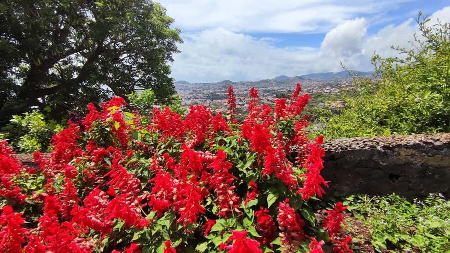 Funchal: Madeira Botanical Garden Tuk-Tuk Tour + Old Town - How to make the short schedule work