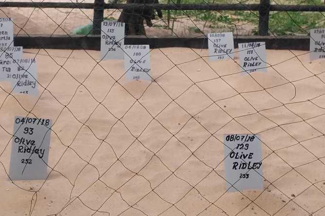 Galle Sightseein Rickshaw Tour - First stop: Habaraduwa’s sea turtle hatchery