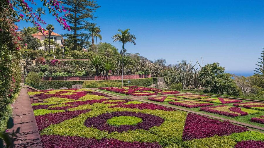 Guided Tuk-Tuk Tour to Botanical Garden (From Funchal) - The climb to Madeira’s Botanical Garden