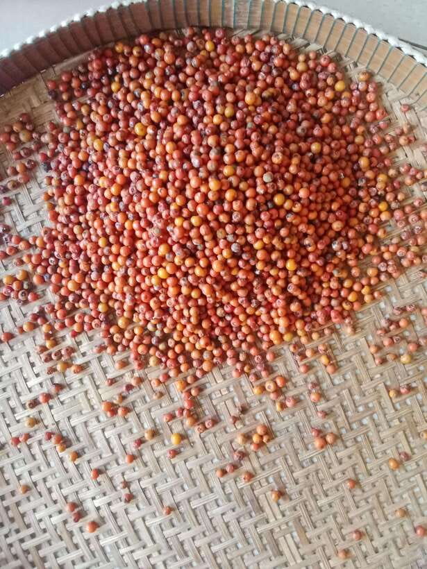 Kampot: Tuk Tuk Trip to Pepper Farm, Kep, Crab Market & More - Why this Kampot day trip works