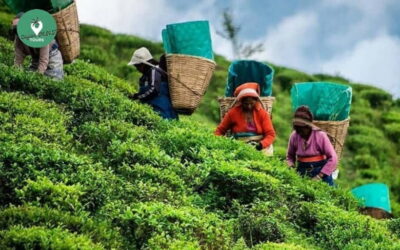Nuwara Eliya Day Explore by Tuk tuk with Local Guide