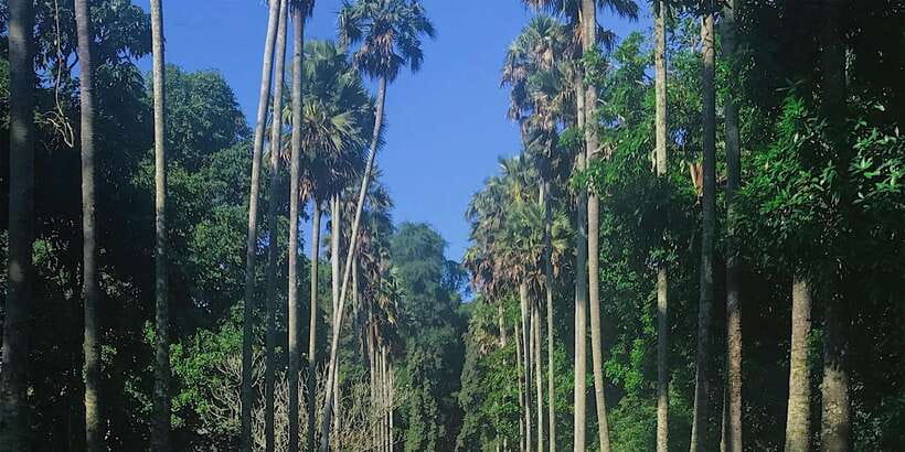Kandy: Private Guided City Tours by Tuk Tuk Sightseeing Tour - Tea tasting and a look at Ceylon tea