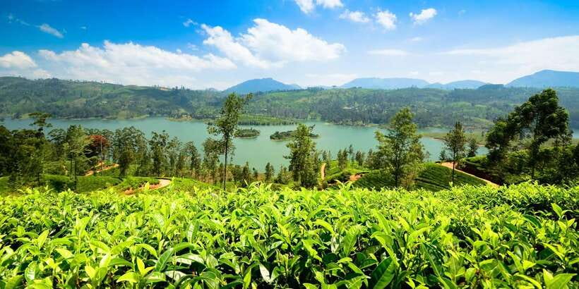 Kandy To Nuwara Eliya Day Tour By Tuk Tuk Sri lanka - Tea country at the factory and plantation