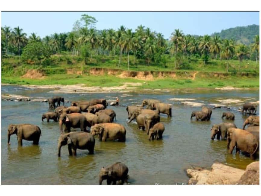 Kandy to Pinnawala Orphanage and Ambuluwawa TukTuk Day Tour - Tea, spices, and local craft workshops