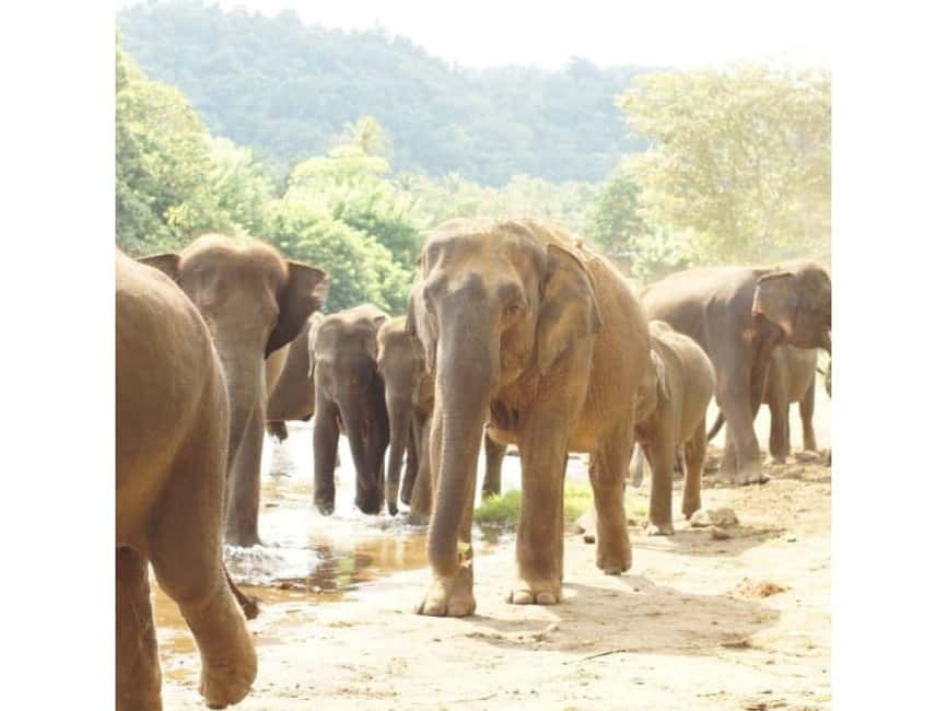 Kandy to Pinnawala Orphanage and Ambuluwawa TukTuk Day Tour - What the tuk-tuk ride is really like