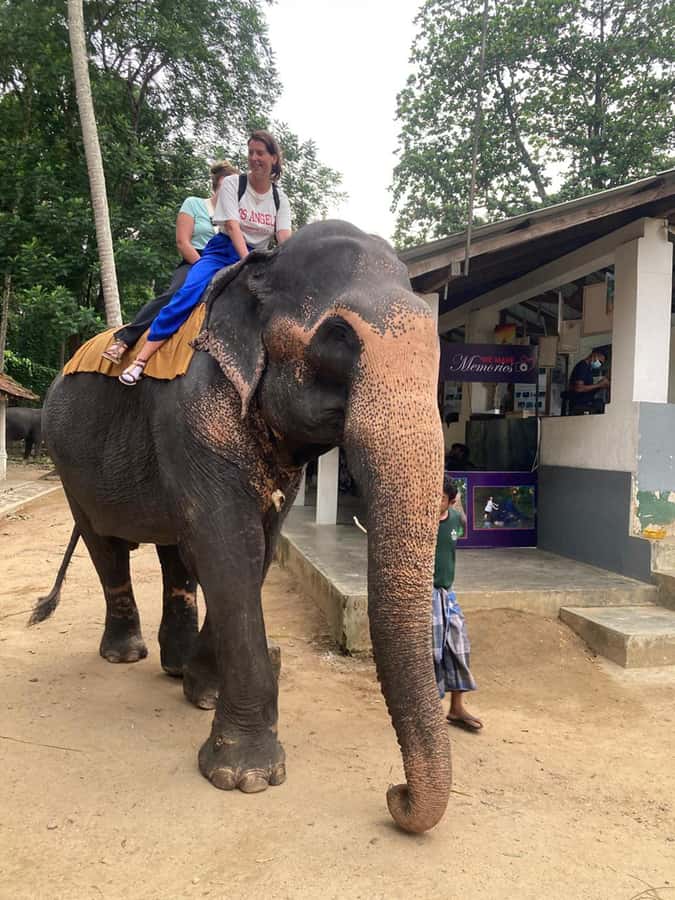 Kandy: Tuk Tuk Adventure with Pinnawala & Ambuluwawa Tower - Seeing Pinnawala’s elephants