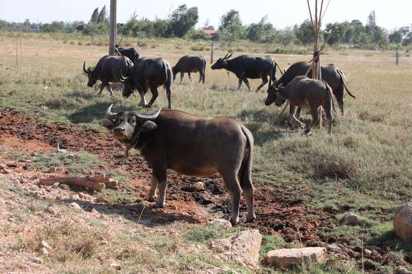 Kep town: Local tuk tuk to Countryside & Pepper farm - Booking details worth checking first