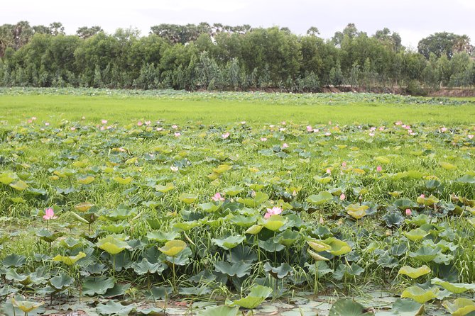 Killing Field & Paddy Rice Fields Tuk Tuk Adventure - The return to Phnom Penh