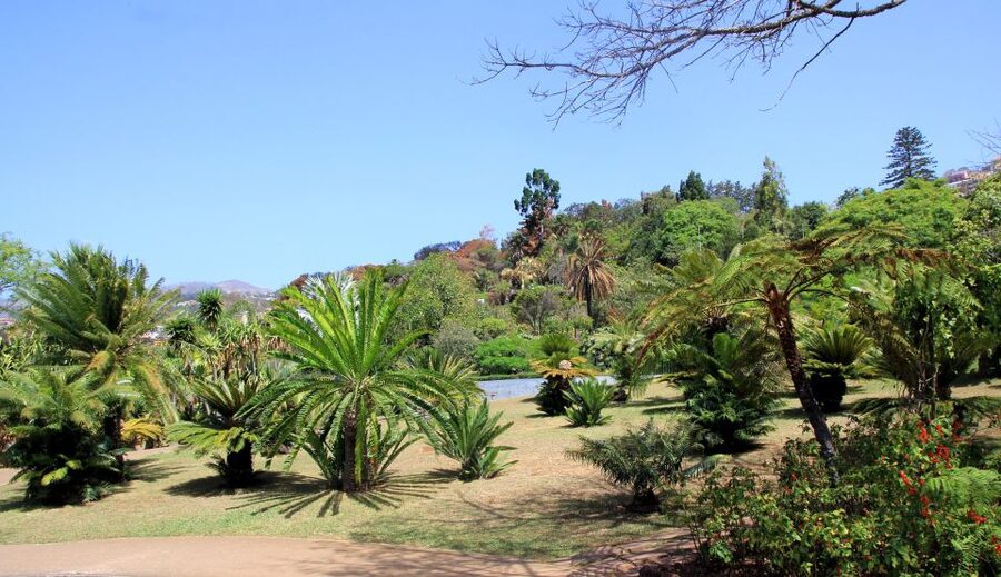 Madeira: Botanical Garden in a Tuk-Tuk Tour - The climb from Funchal to the Botanical Garden