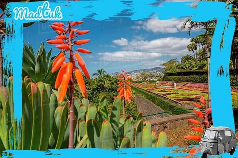 Madeira: Botanical Gardens + Old Town Tuk-Tuk Tour by MadTuk - Who should book this tour?