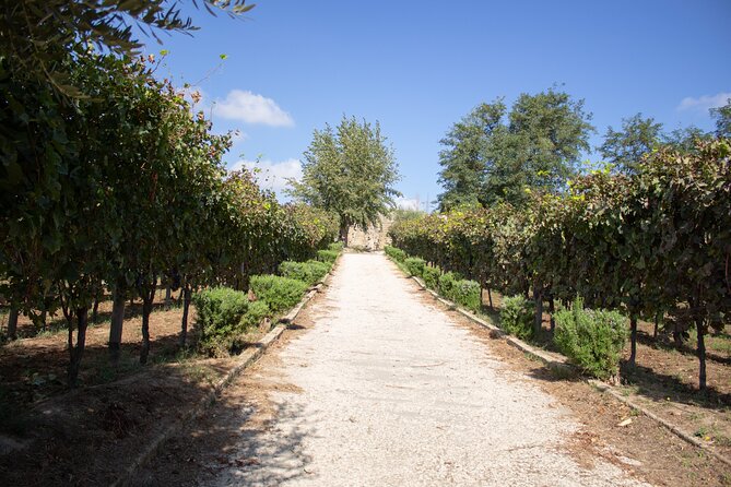 Naples Tuk Tuk Experience Views and Vineyards - The 900-meter walk at Bagnoli