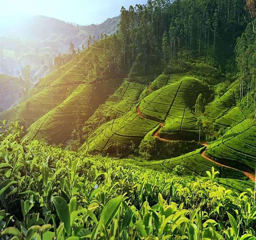 Nuwara Eliya: Tea Factory and Pickle Waterfalls Tuk Tuk Tour - Why this Nuwara Eliya tour works