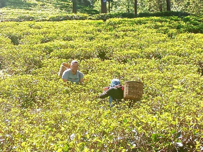 Nuwara Eliya: Tea Factory and Pickle Waterfalls Tuk Tuk Tour - The tuk-tuk makes the route personal