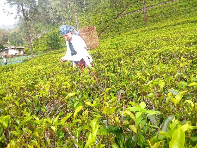 Nuwara Eliya: Tea Factory and Pickle Waterfalls Tuk Tuk Tour - Who should book this tour?