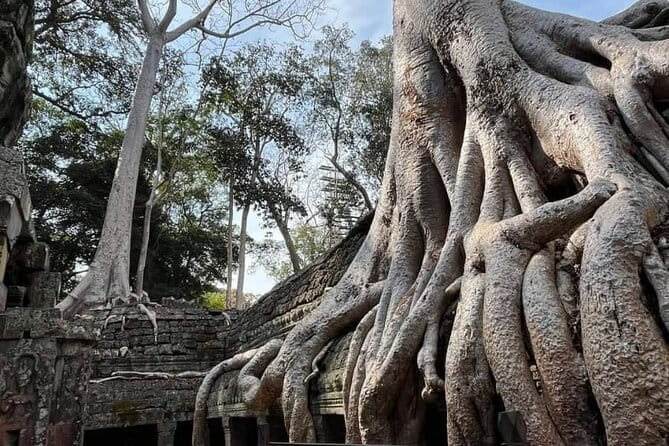 Siem Reap Temple Tuktuk Tour: Explore Angkor Wat and beyond. - Ta Prohm and the trees over the stone