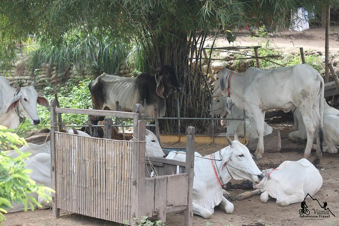 Silk Island & countryside of Phnom Penh by Tuk Tuk - Dinner beside the river