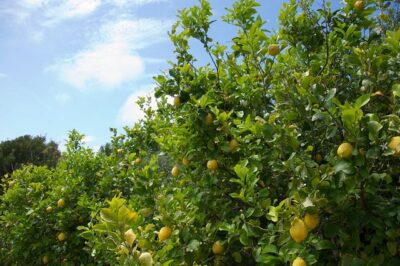 Sorrento farm by tuk tuk: pizza,limocello and cheese tasting