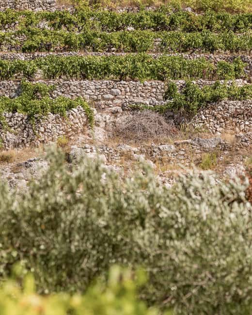 Stari Grad: Private Tuk-Tuk tour with Wine tasting - Timing, pickup, and the private price