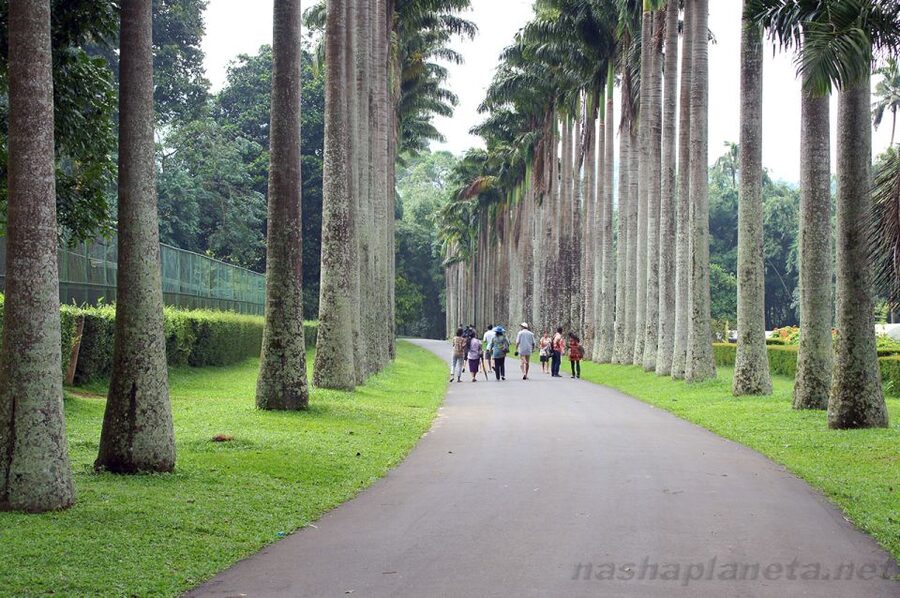 Three Temples Loop In Kandy Day Tour By Tuk Tuk - Botanical Gardens, the Big Buddha, and Kandy Views