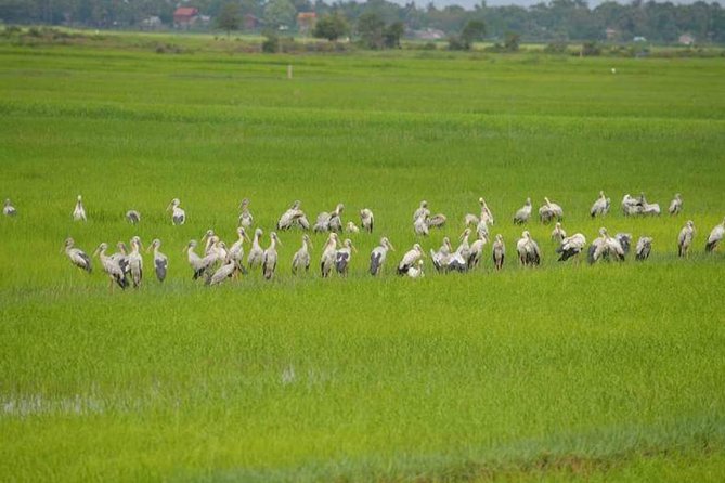 Tuk Tuk Journey: Exploring Rural Life and Silk Farm Craftsmanship - Krabei Riel and the Road West