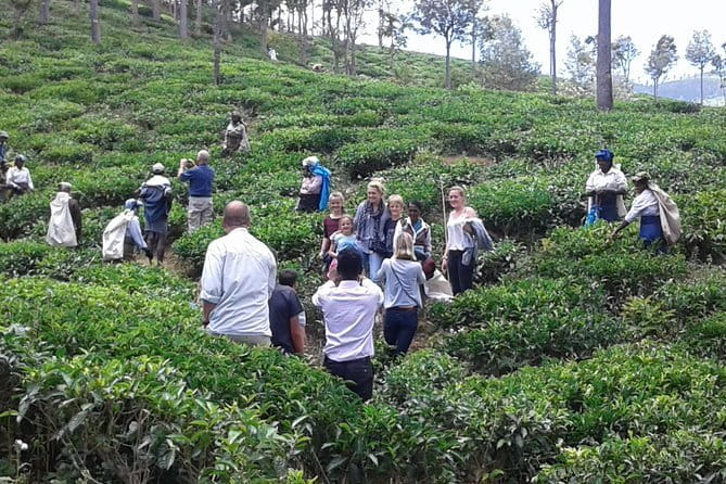 Tuk Tuk safari and Picnic in The Tea Plantation from Ella,Haputale & Bandarawela - What the private format changes