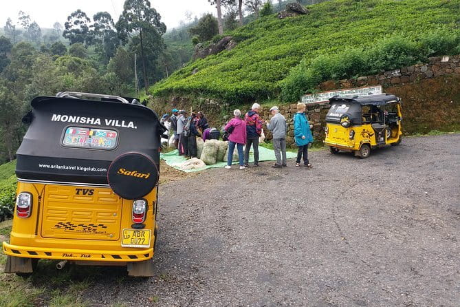 Tuk Tuk safari and Picnic in The Tea Plantation from Ella,Haputale & Bandarawela - Picking tea leaves with local harvesters