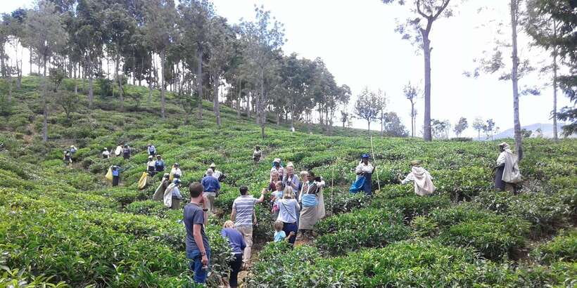 Tuk-Tuk Safari Liptons seat,Tea Fields Hike,TeaFactory Tour - The route, timing, and finish in Haputale