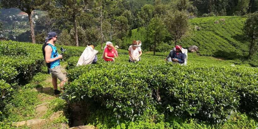 Tuk-Tuk Safari Liptons seat,Tea Fields Hike,TeaFactory Tour - Lipton Seat and the problem of hill weather